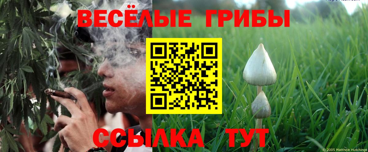 Псилоцибиновые грибы Cubensis Семёнов